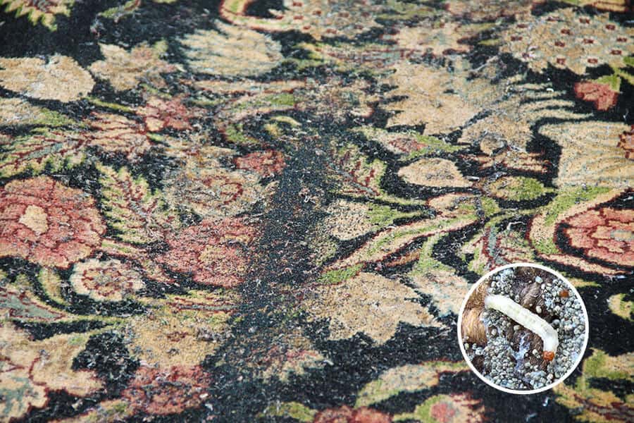 rug moths
