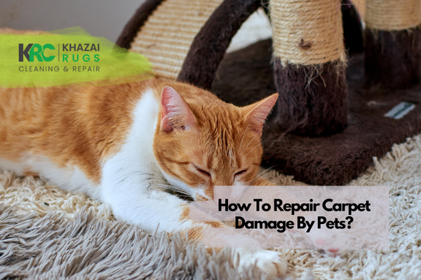 How To Repair Carpet Damage By Pets?